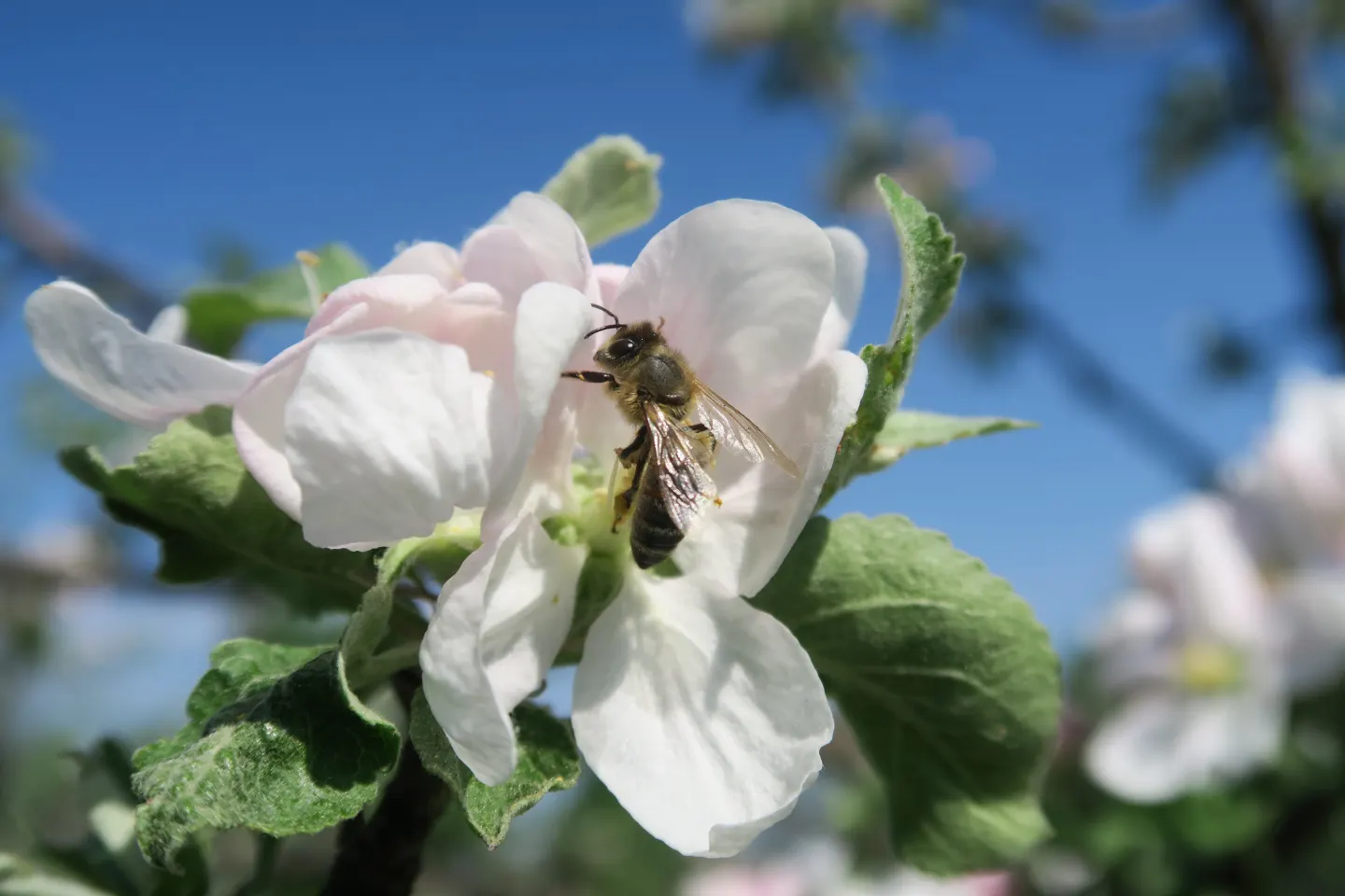 Bee on Apple Blossom