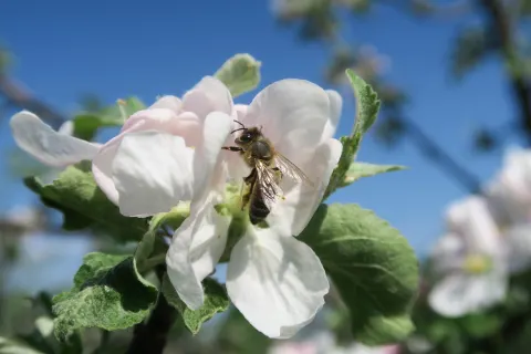 Bee on Apple Blossom