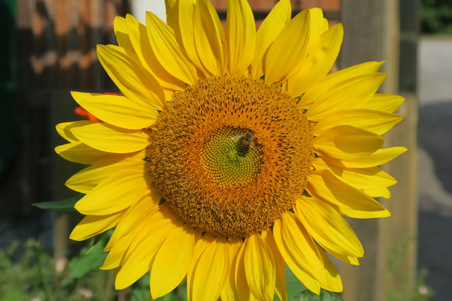 Bee on a Sunflower