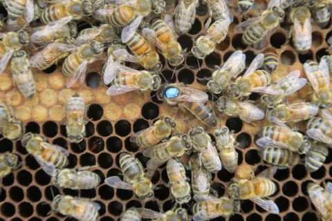 Beehive