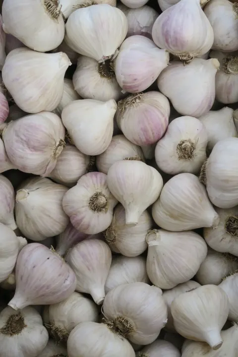 Garlic