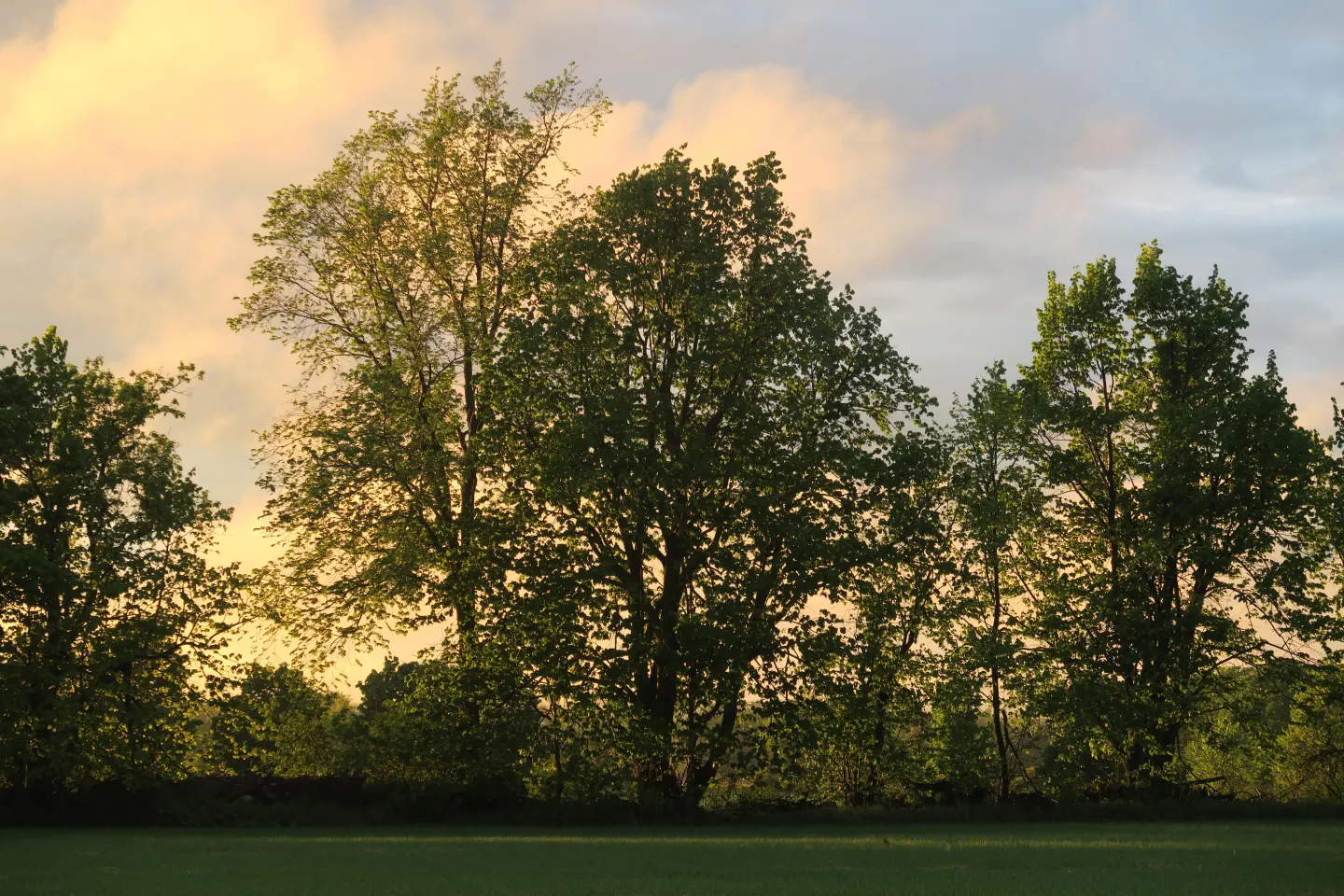 Treeline