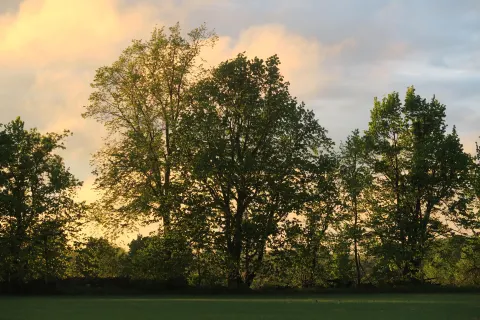 Treeline